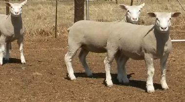  - Ewe lamb on 5 months fathered by RC 13 028